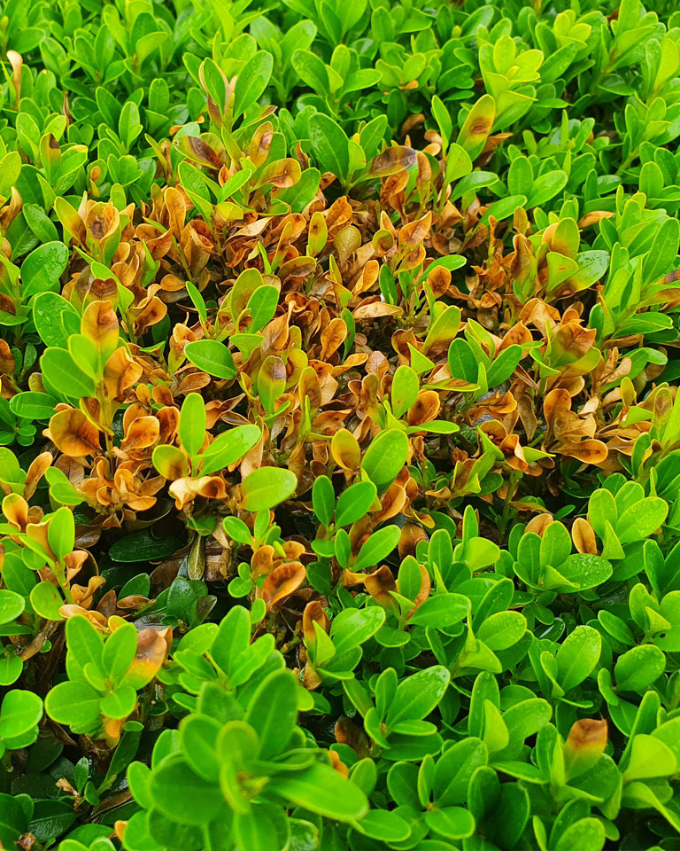 Beginn des Buxus-Pilzbefalls - Buchsbaumblätter mit orange/braunen Flecken