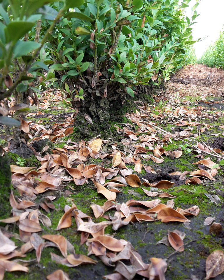 Trockene Blätter auf dem Boden unter dem Buxus, verursacht durch den Buxus-Pilz